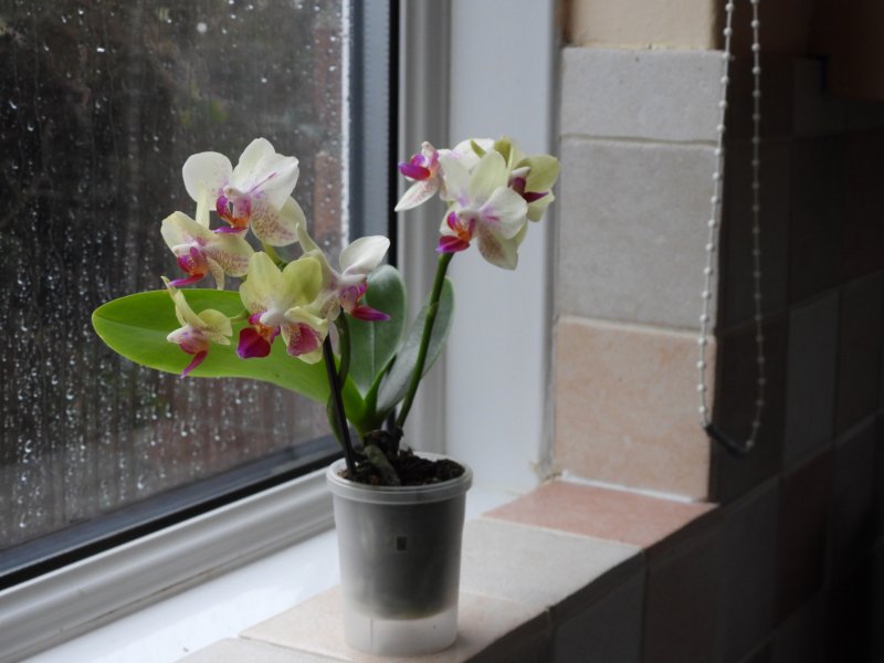 phal.JPG