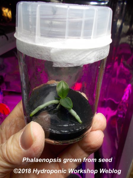 Phalaenopsis bambino.jpg