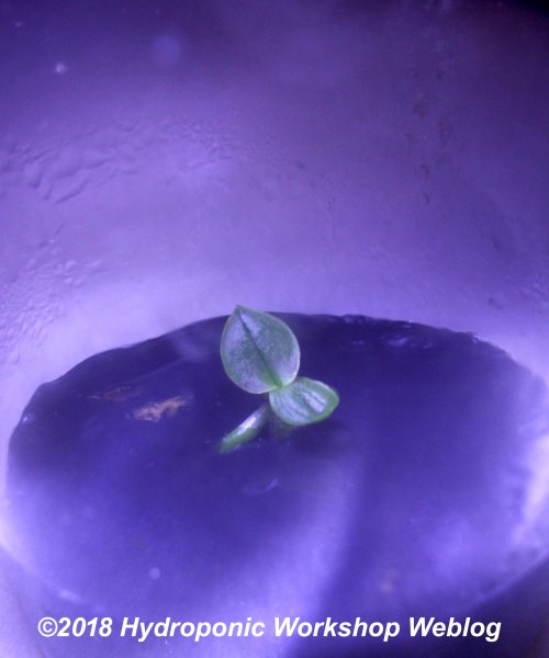 phalaenopsis in vitro.jpg