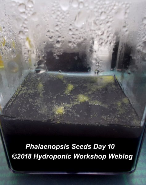 Phalaenopsis Seeds Day 10.jpg