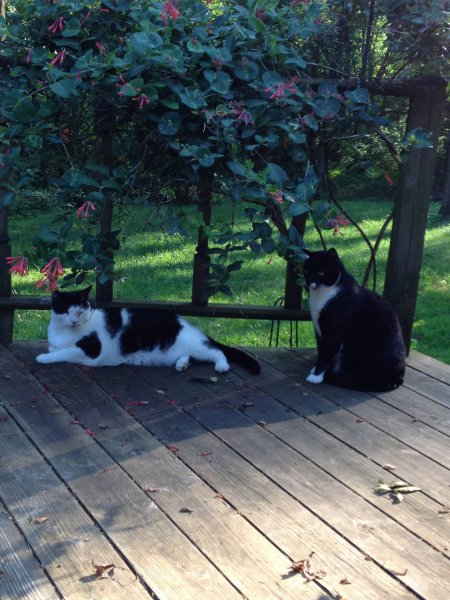 phantom and Panther..jpg