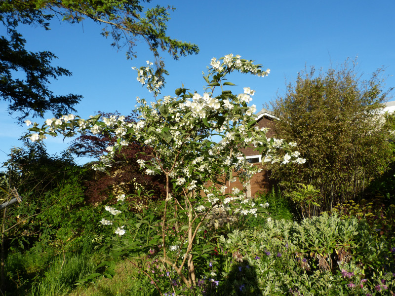 Philadelphus Belle Etoile.JPG