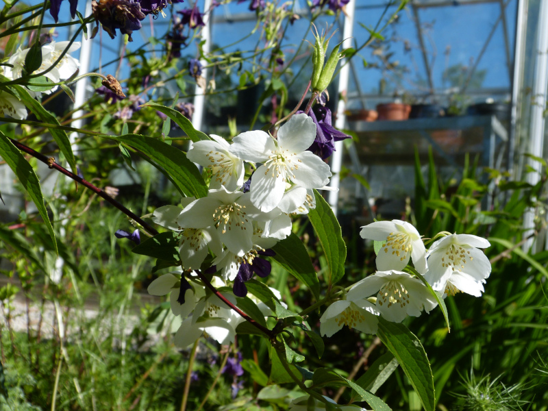 Philadelphus Belle Etoile.JPG