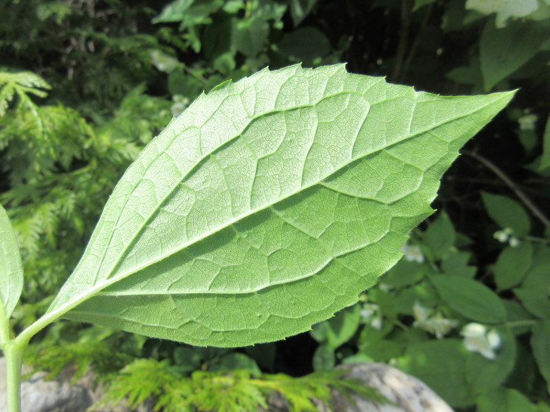 PHILADELPHUS  CORONARIUS 17-06-2021 11-00-41.JPG
