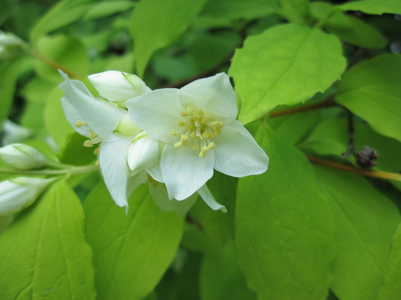PHILADELPHUS  CORONARIUS  AUREUS 19-06-2010 13-48-33.JPG