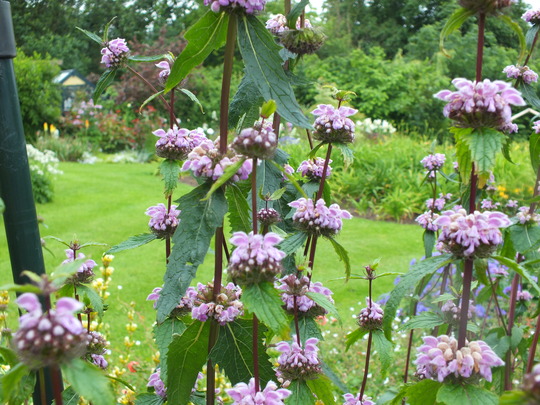 phlomis tuberosa.jpg