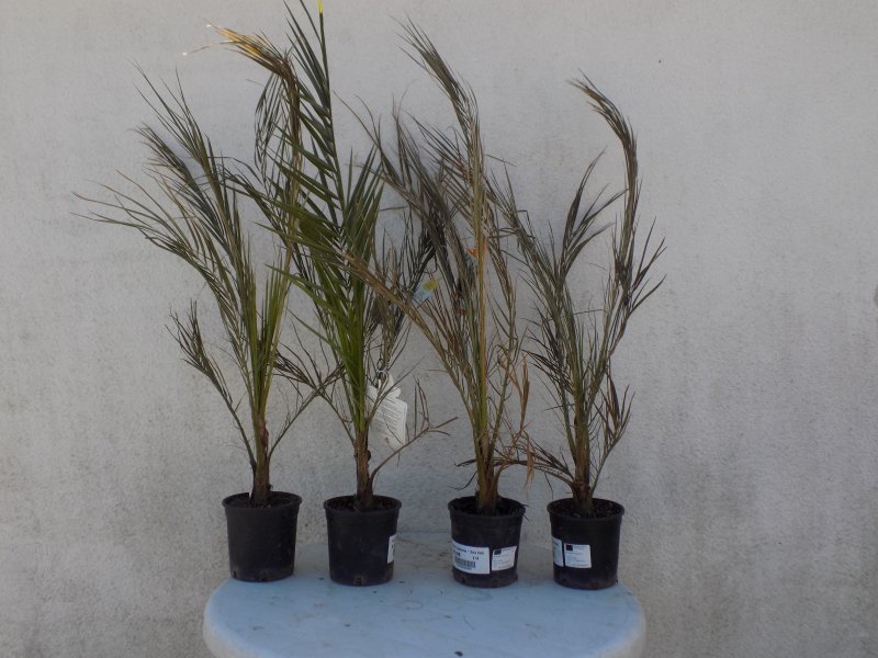 Phoenix Canariensis (1).JPG