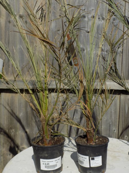 Phoenix Canariensis (5).JPG