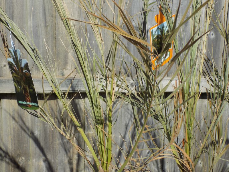 Phoenix Canariensis (6).JPG