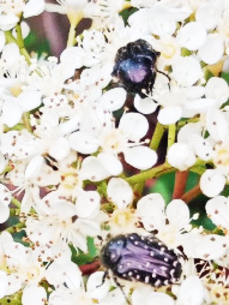 Photinia Bloom Bug 25 Apr 24(1).jpg