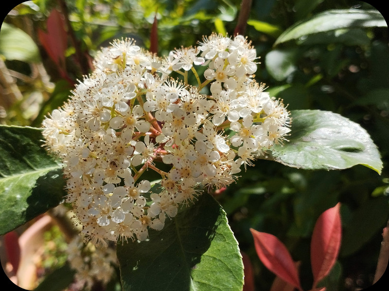 Photinia Blooms1 22 Apr 25.jpg