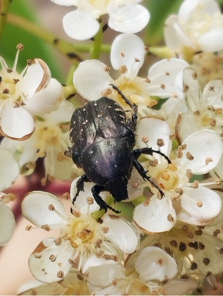 Photinia Bug2 25 Apr 24.png