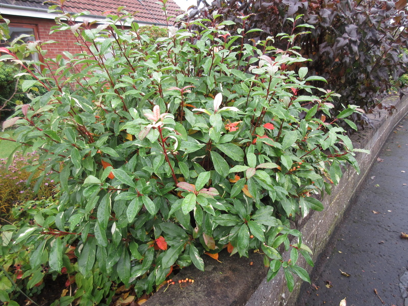 PHOTINIA  DAVIDIANA  PALETTE  SYN  STRANVAESIA  PALETTE 30-10-2021 12-02-49.JPG