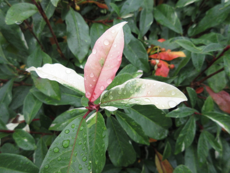 PHOTINIA  DAVIDIANA  PALETTE  SYN  STRANVAESIA  PALETTE 30-10-2021 12-03-01.JPG