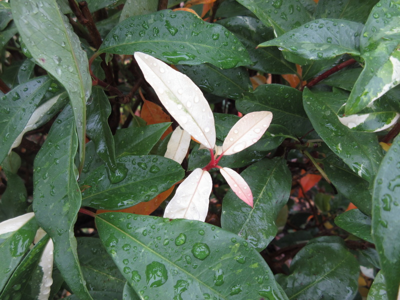 PHOTINIA  DAVIDIANA  PALETTE  SYN  STRANVAESIA  PALETTE 30-10-2021 12-03-12.JPG