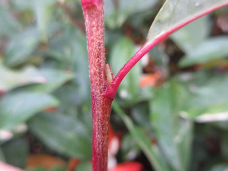 PHOTINIA  DAVIDIANA  PALETTE  SYN  STRANVAESIA  PALETTE 30-10-2021 12-03-49.JPG