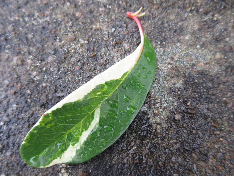 PHOTINIA  DAVIDIANA  PALETTE  SYN  STRANVAESIA  PALETTE 30-10-2021 12-04-26.JPG