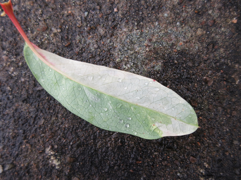 PHOTINIA  DAVIDIANA  PALETTE  SYN  STRANVAESIA  PALETTE 30-10-2021 12-04-41.JPG