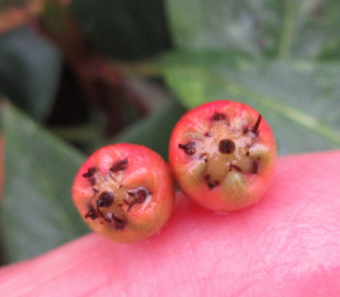 PHOTINIA  DAVIDIANA  PALETTE  SYN  STRANVAESIA  PALETTE 30-10-2021 12-04-51.JPG