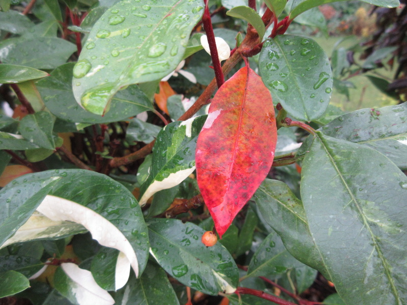 PHOTINIA  DAVIDIANA  PALETTE  SYN  STRANVAESIA  PALETTE 30-10-2021 12-05-13.JPG