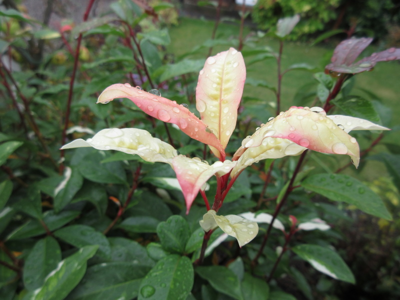 PHOTINIA  DAVIDIANA  PALETTE  SYN  STRANVAESIA  PALETTE 30-10-2021 12-05-25.JPG