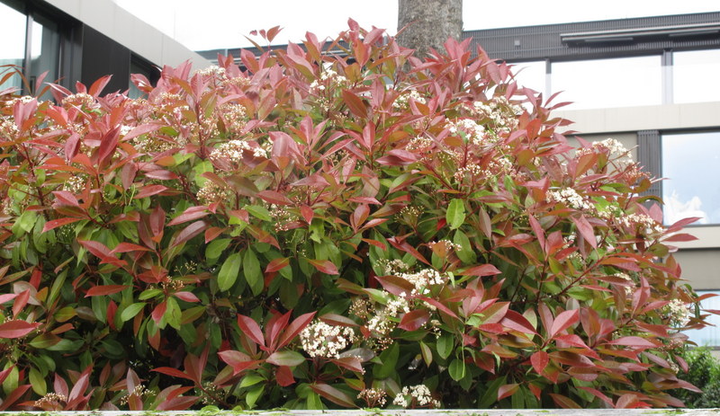 PHOTINIA  FRASERI  RED  ROBIN 08-05-2022 10-11-10.JPG