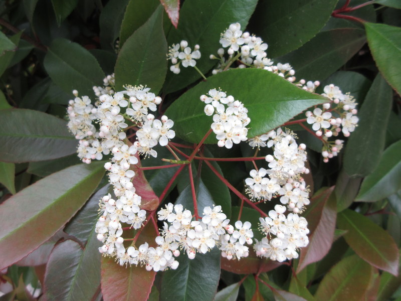 PHOTINIA  FRASERI RED  ROBIN 08-05-2022 10-53-45.JPG