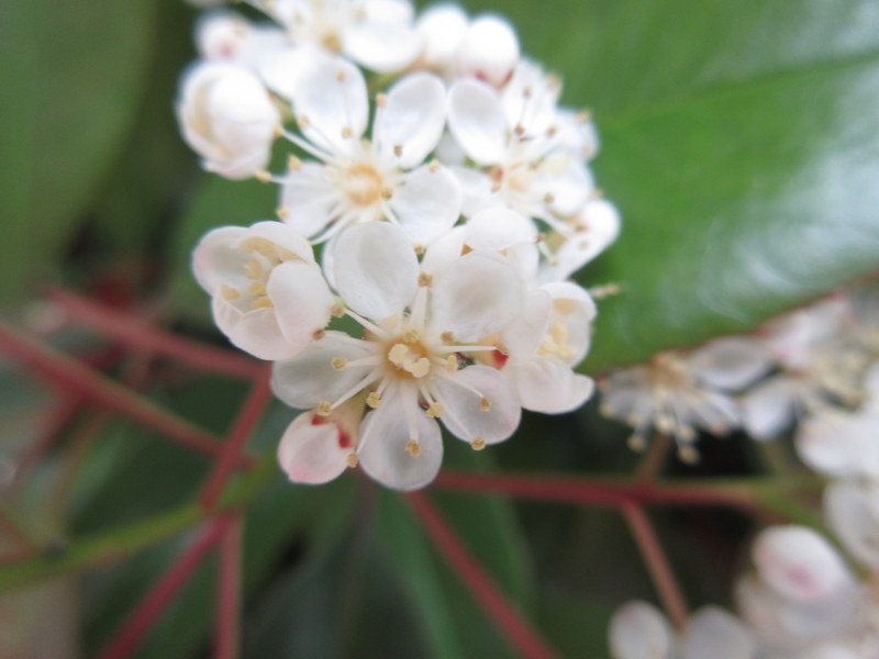 PHOTINIA  FRASERI RED  ROBIN 08-05-2022 10-54-04.JPG