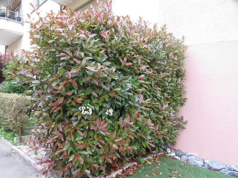 PHOTINIA  FRASERI RED  ROBIN 08-05-2022 10-54-15.JPG