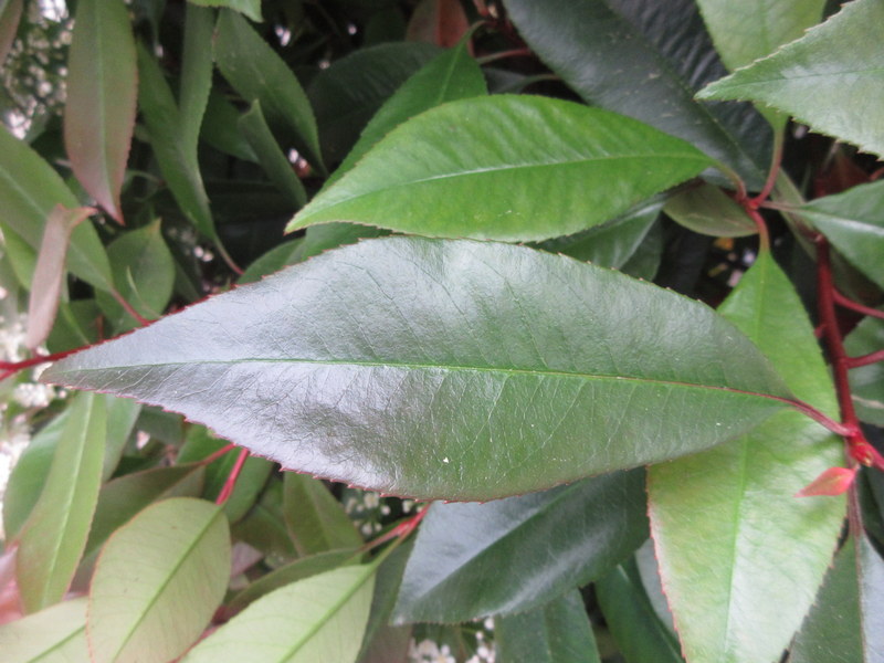 PHOTINIA  FRASERI RED  ROBIN 08-05-2022 10-55-07.JPG