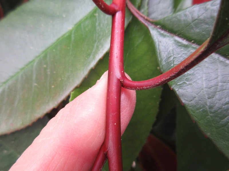 PHOTINIA  FRASERI RED  ROBIN 08-05-2022 10-55-16.JPG