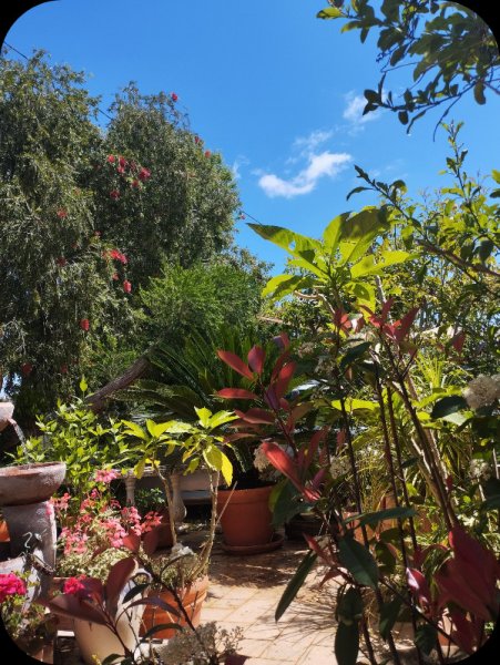 Photinia1 21 Apr 25.jpg