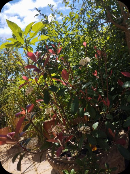 Photinia2 21 Apr 25.jpg