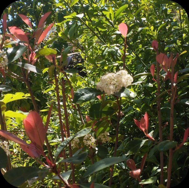 Photinia3 21 Apr 25.jpg