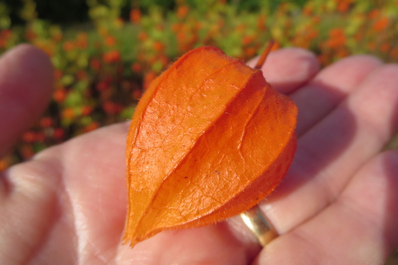 PHYSALIS  ALKEKENGI 02-10-2014 12-12-09.JPG