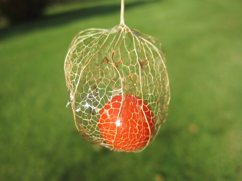 PHYSALIS  ALKEKENGI 28-10-2011 15-25-10.JPG