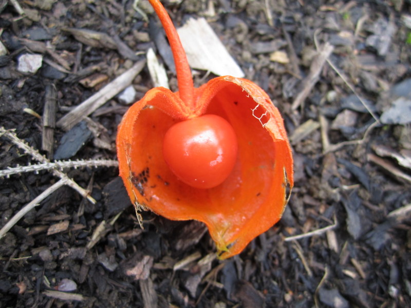 PHYSALIS  ALKEKENGI  GIGANTEA 02-10-2010 13-00-30.JPG