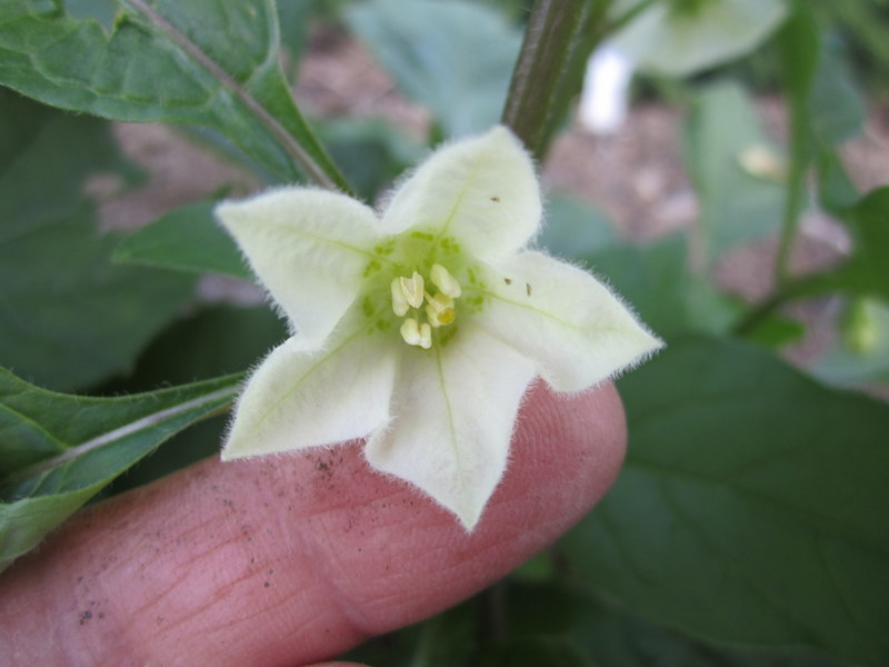 PHYSALIS  ALKEKENGI  GIGANTEA 21-06-2010 19-00-47.JPG