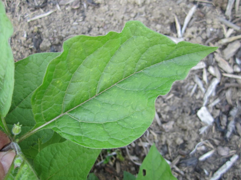 PHYSALIS  ALKEKENGI  GIGANTEA 21-06-2010 19-03-41.JPG