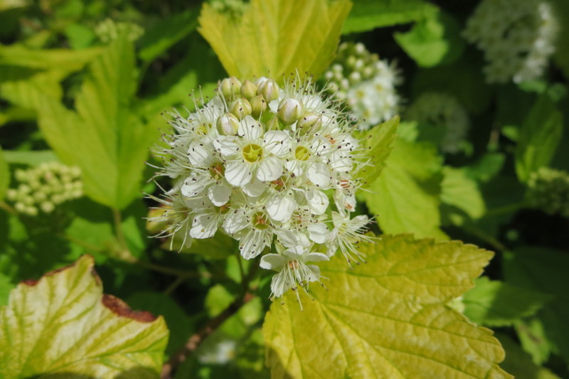 PHYSOCARPUS  OPULIFOLIUS  DARTS  GOLD 09-Jun-16 2-33-43 PM.JPG