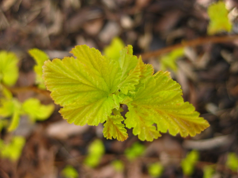 PHYSOCARPUS  OPULIFOLIUS  DARTS  GOLD 14-03-2009 11-45-43 - Copy.JPG