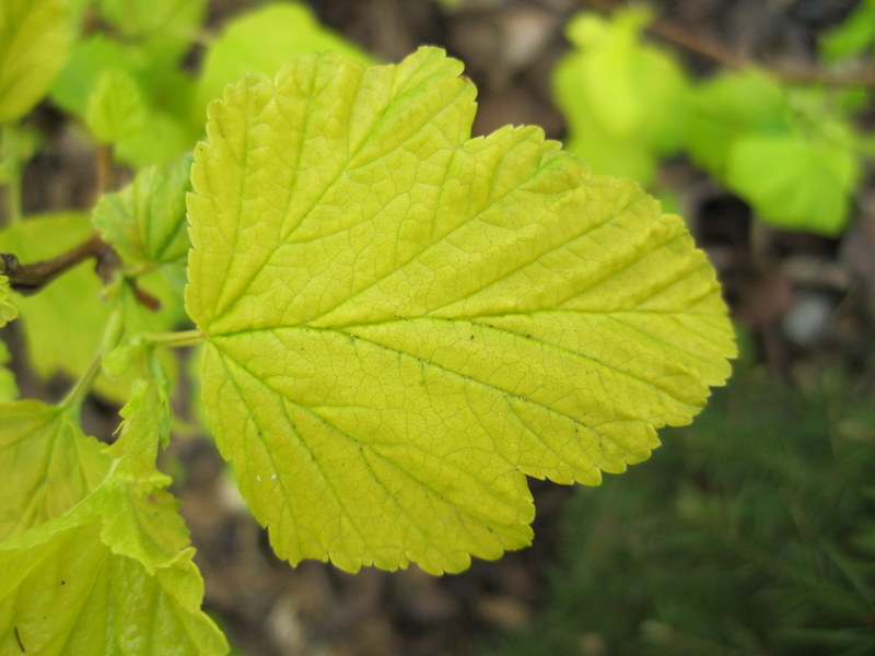 PHYSOCARPUS  OPULIFOLIUS  DARTS  GOLD 19-04-2010 12-49-57 - Copy.JPG
