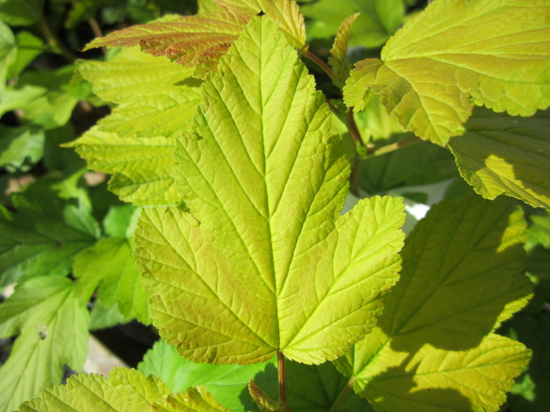 PHYSOCARPUS  OPULIFOLIUS  DARTS  GOLD 27-09-2011 13-30-33 - Copy.JPG
