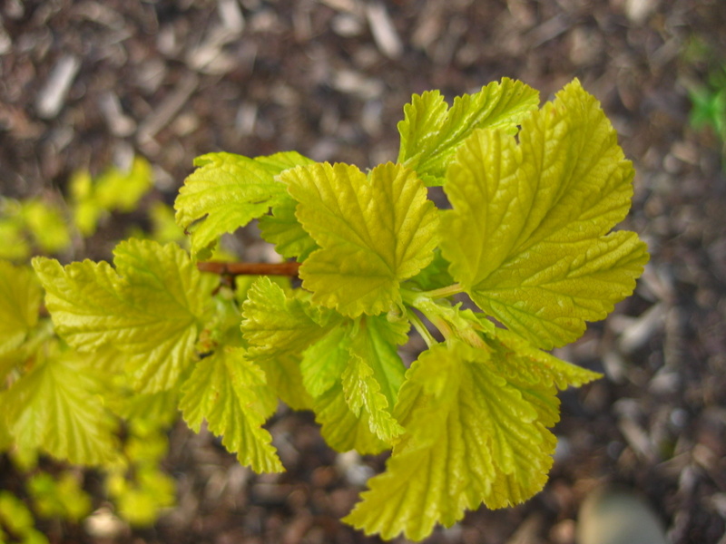 PHYSOCARPUS  OPULIFOLIUS  DARTS  GOLD 28-03-2009 17-19-55 - Copy.JPG