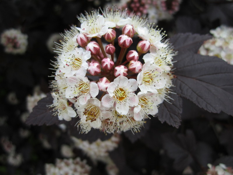 PHYSOCARPUS  OPULIFOLIUS  DIABOLO 08-06-2010 14-46-36.JPG