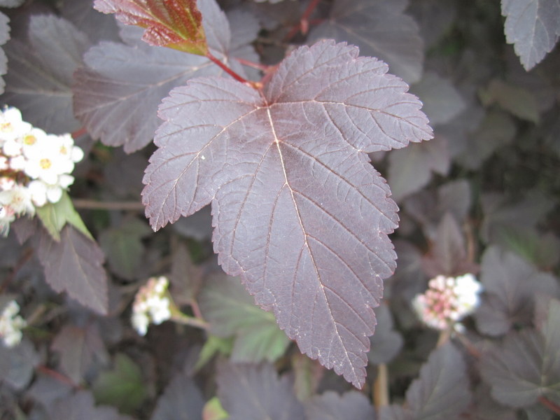 PHYSOCARPUS  OPULIFOLIUS  DIABOLO 08-06-2010 14-47-24.JPG