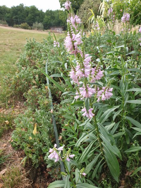 Physostegia (2).jpg