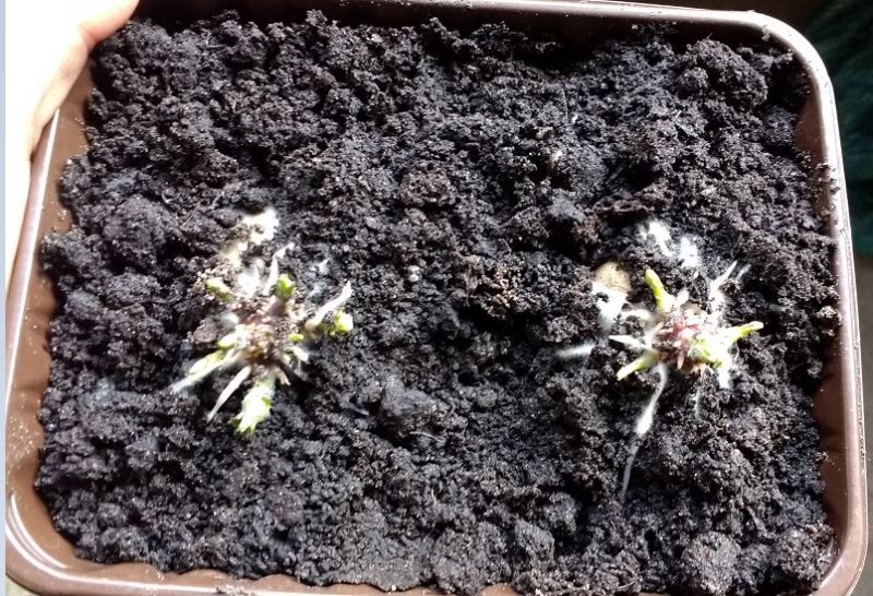 picasso single eye.JPG