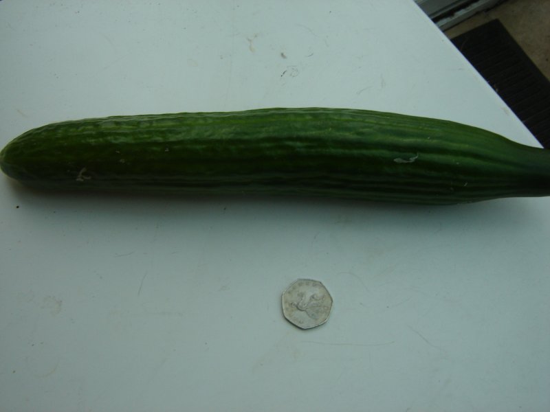 picked yesterday.JPG