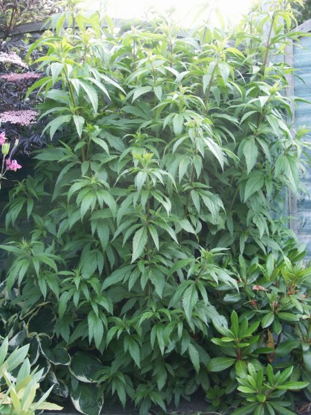 PICT0081 (1280x960) - Copy.jpg